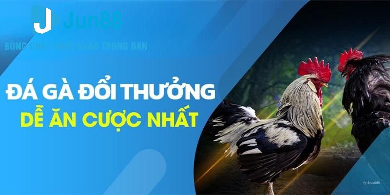 Đá gà trực tiếp Thomo