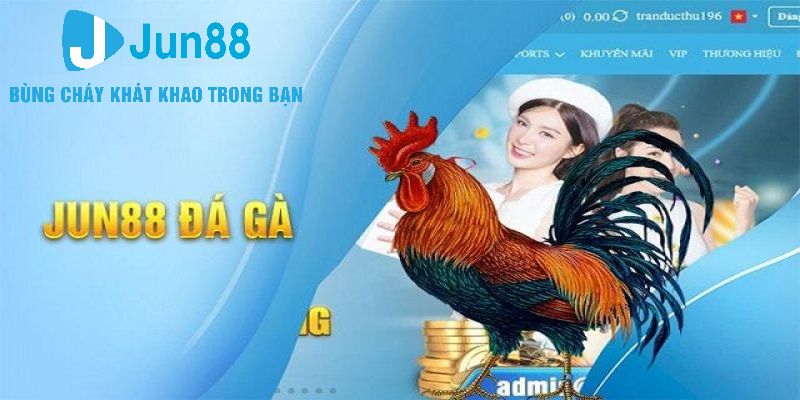 Đặt cược đá gà Jun88 cần thực hiện quy trình như thế nào