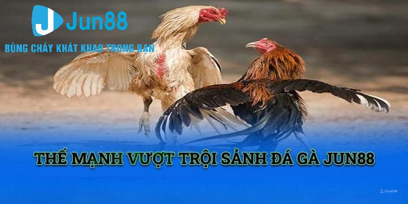 Vì sao không nên bỏ qua trải nghiệm tại sảnh đá gà Jun88