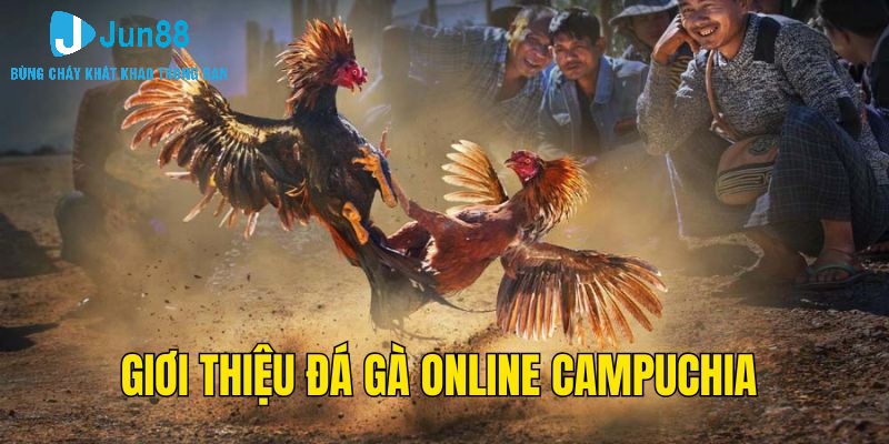 Đôi nét về đá gà online Campuchia Jun88