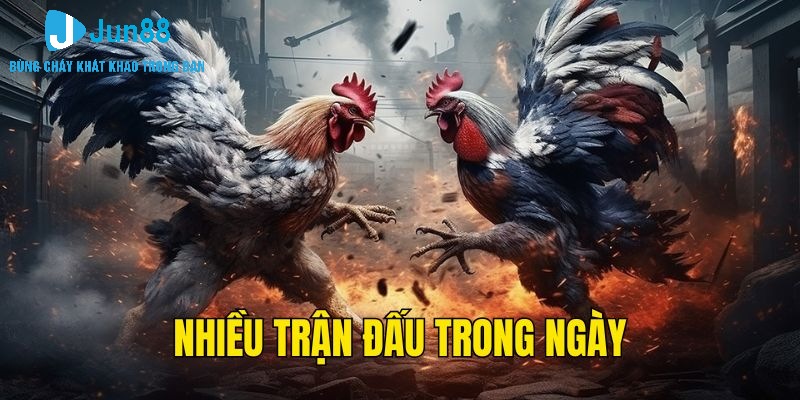 Đá gà Campuchia mang đến nhiều trận đấu trong ngày